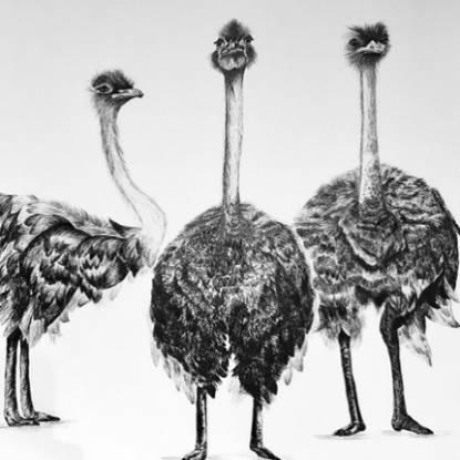 dessin-poils-plumes-art-portrait-creatrice