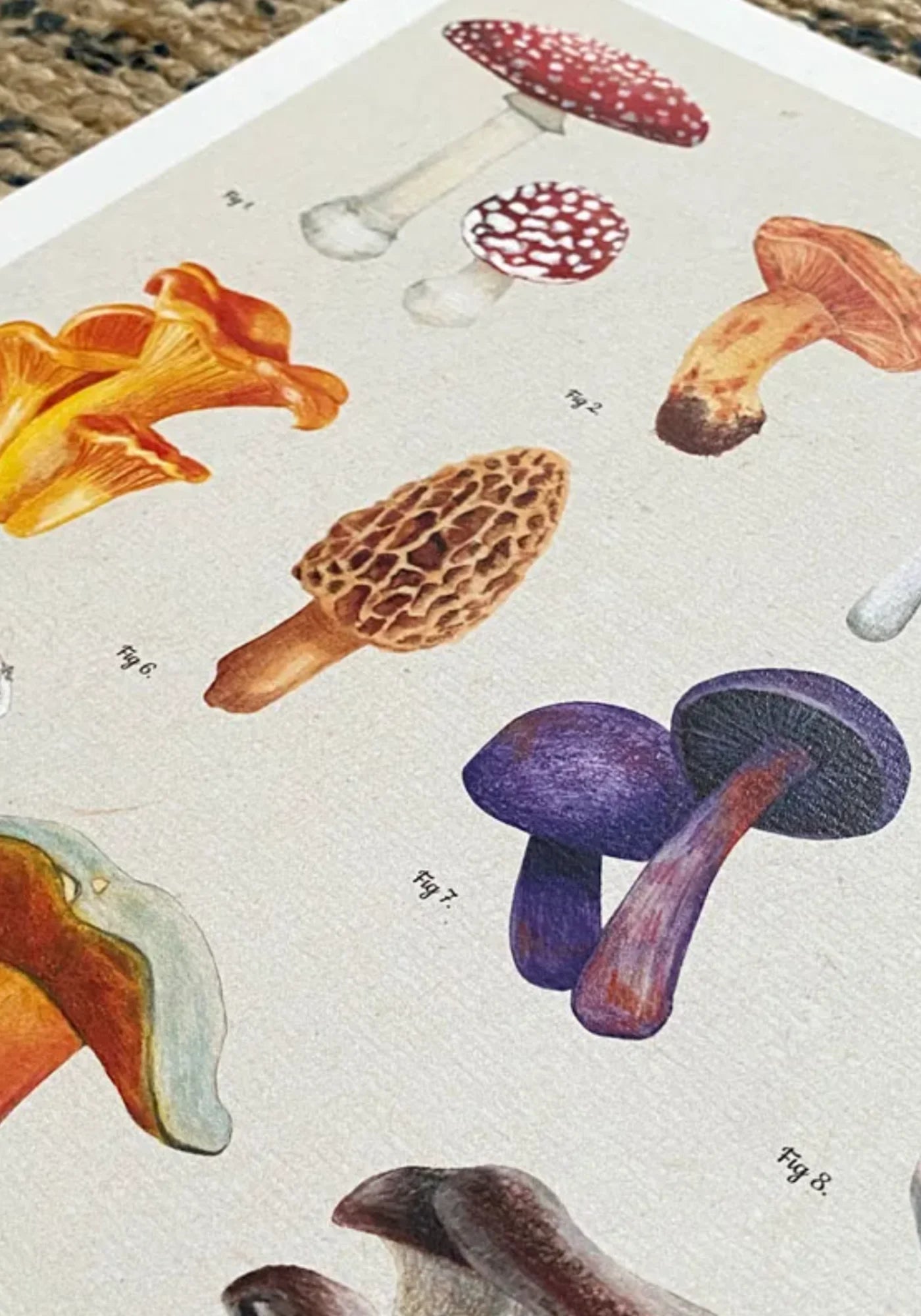 Zoom sur l'affiche Les Champignons de chez Maison Paula