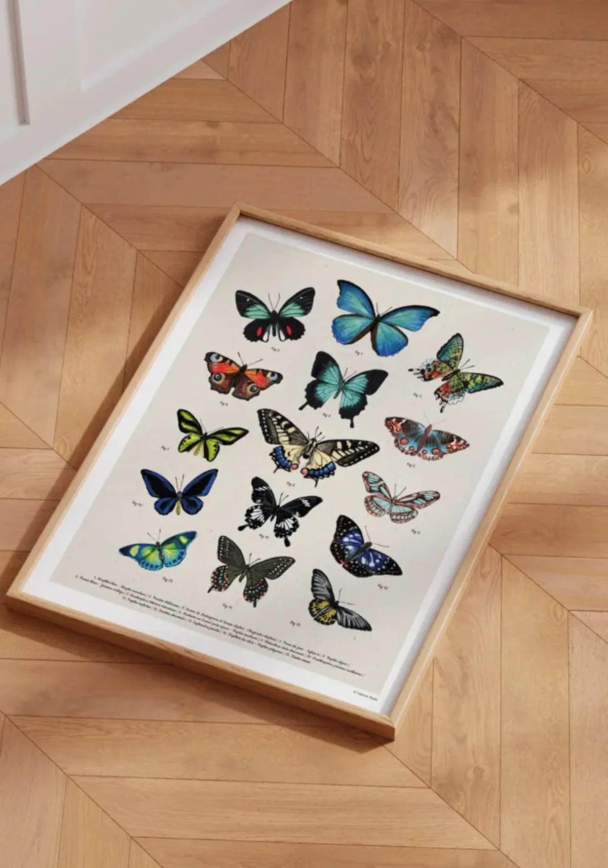 L'affiche planche entomologique papillons de chez Maison Paula