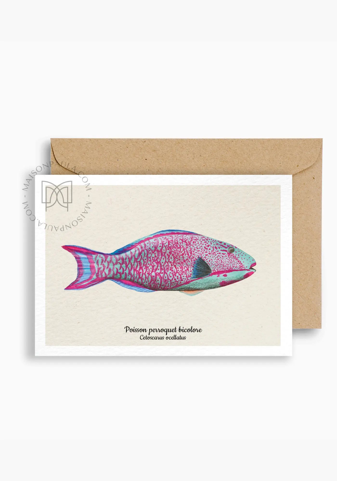 La carte postale poisson perroquet bicolore de chez Maison Paula 