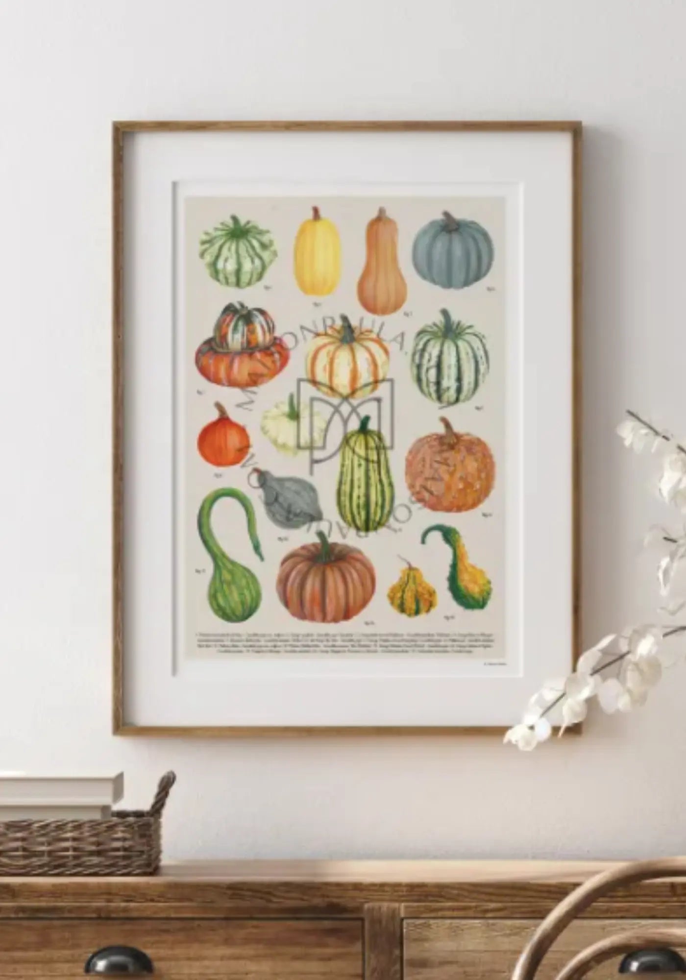 L'affiche 21 x 30 cm les courges de chez Maison Paula