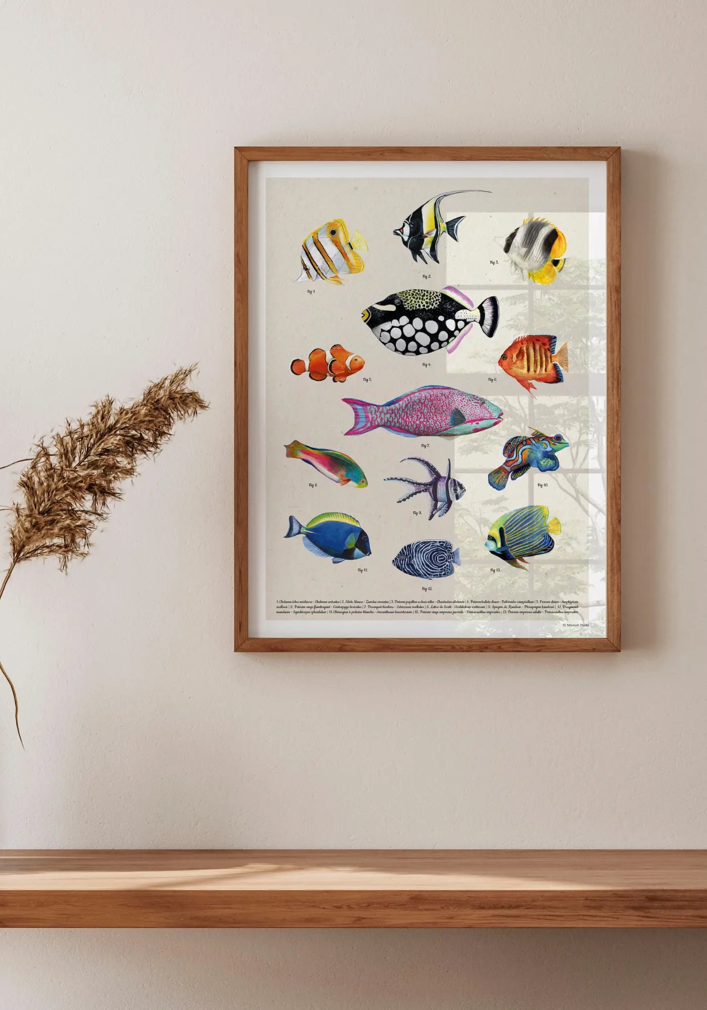 Les affiches 21 x 30 cm les poissons coralliens de chez Maison Paula 